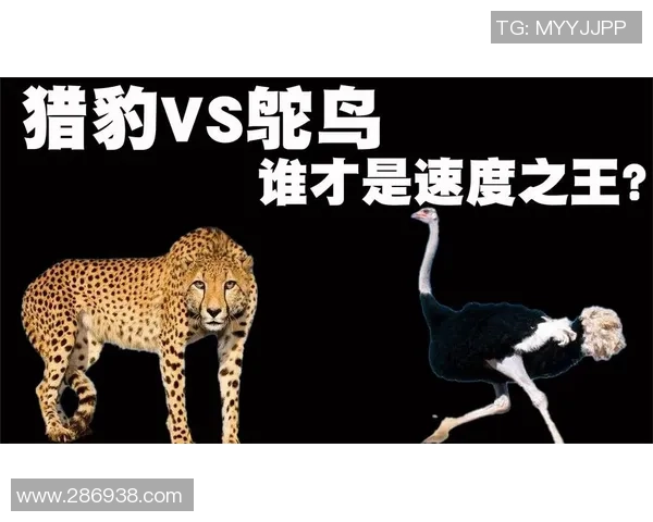 深圳滑板队与北京滑板队速度对决赛后分析与复盘总结 深圳滑板队与北京滑板队速度对决赛后分析与复盘总结